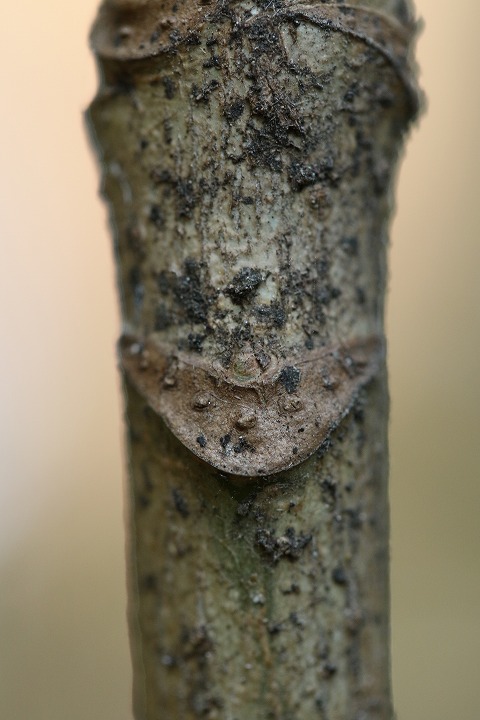 画像を等倍で表示します